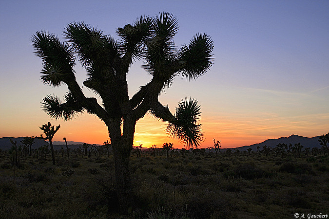 Joshua Tree